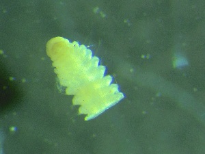  (Orbiniella - ZMBN_161422)  @11 [ ] Creative Commons BY NC SA (2024) University of Bergen Natural History Collections