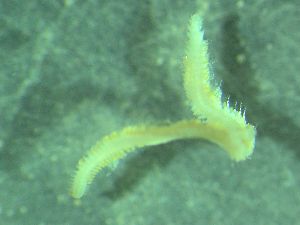  ( - ZMBN_161580)  @11 [ ] Creative Commons BY NC SA (2025) University of Bergen Natural History Collections