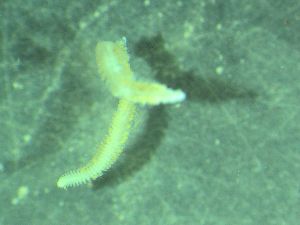  ( - ZMBN_161580)  @11 [ ] Creative Commons BY NC SA (2025) University of Bergen Natural History Collections