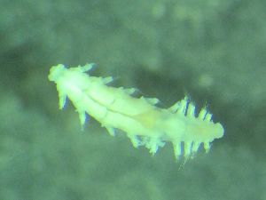  ( - ZMBN_161582)  @11 [ ] Creative Commons BY NC SA (2025) University of Bergen Natural History Collections