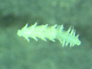  ( - ZMBN_161582)  @11 [ ] Creative Commons BY NC SA (2025) University of Bergen Natural History Collections