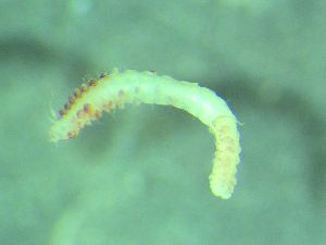  ( - ZMBN_172850)  @11 [ ] Creative Commons BY NC SA (2025) University of Bergen Natural History Collections