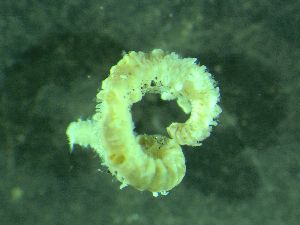  ( - ZMBN_172861)  @11 [ ] Creative Commons BY NC SA (2025) University of Bergen Natural History Collections