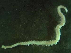  ( - ZMBN_172866)  @11 [ ] Creative Commons BY NC SA (2025) University of Bergen Natural History Collections