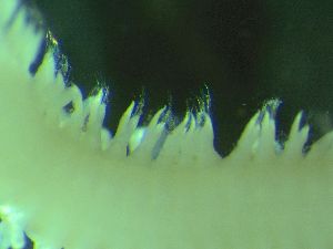  ( - ZMBN_172866)  @11 [ ] Creative Commons BY NC SA (2025) University of Bergen Natural History Collections