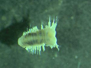  ( - ZMBN_172871)  @11 [ ] Creative Commons BY NC SA (2025) University of Bergen Natural History Collections