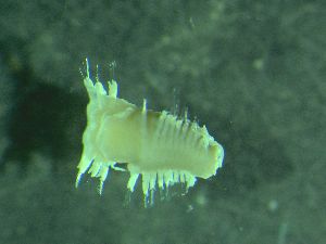  ( - ZMBN_172871)  @11 [ ] Creative Commons BY NC SA (2025) University of Bergen Natural History Collections