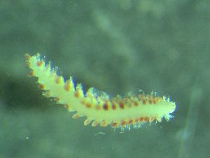  ( - ZMBN_172872)  @11 [ ] Creative Commons BY NC SA (2025) University of Bergen Natural History Collections
