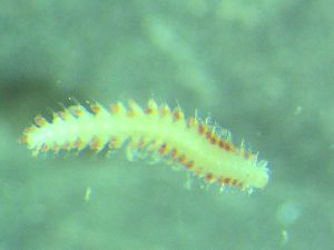  ( - ZMBN_172872)  @11 [ ] Creative Commons BY NC SA (2025) University of Bergen Natural History Collections
