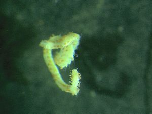  ( - ZMBN_172875)  @11 [ ] Creative Commons BY NC SA (2025) University of Bergen Natural History Collections