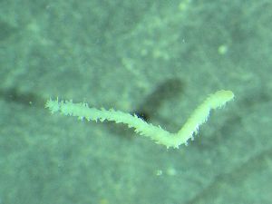  ( - ZMBN_172888)  @11 [ ] Creative Commons BY NC SA (2025) University of Bergen Natural History Collections