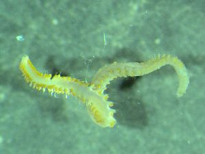  ( - ZMBN_172903)  @11 [ ] Creative Commons BY NC SA (2025) University of Bergen Natural History Collections
