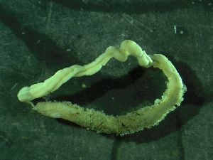  ( - ZMBN_172919)  @11 [ ] Creative Commons BY NC SA (2025) University of Bergen Natural History Collections
