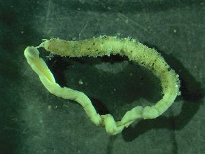  ( - ZMBN_172919)  @11 [ ] Creative Commons BY NC SA (2025) University of Bergen Natural History Collections