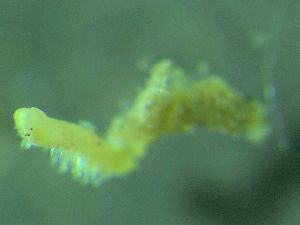  ( - ZMBN_172927)  @11 [ ] Creative Commons BY NC SA (2025) University of Bergen Natural History Collections