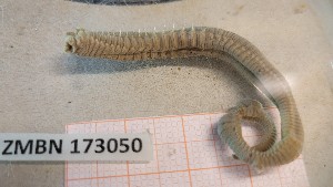  ( - ZMBN_173050)  @11 [ ] Creative Commons BY NC SA (2025) University of Bergen Natural History Collections