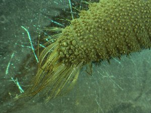  ( - ZMBN_173051)  @11 [ ] Creative Commons BY NC SA (2025) University of Bergen Natural History Collections