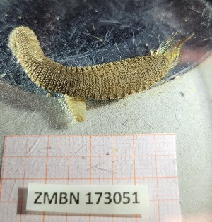  ( - ZMBN_173051)  @11 [ ] Creative Commons BY NC SA (2025) University of Bergen Natural History Collections