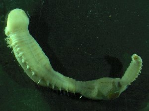  ( - ZMBN_173053)  @11 [ ] Creative Commons BY NC SA (2025) University of Bergen Natural History Collections
