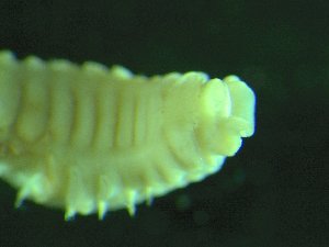  ( - ZMBN_173065)  @11 [ ] Creative Commons BY NC SA (2025) University of Bergen Natural History Collections