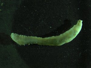  ( - ZMBN_173065)  @11 [ ] Creative Commons BY NC SA (2025) University of Bergen Natural History Collections