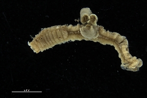  ( - ZMBN_173070)  @11 [ ] Creative Commons BY NC SA (2025) University of Bergen Natural History Collections