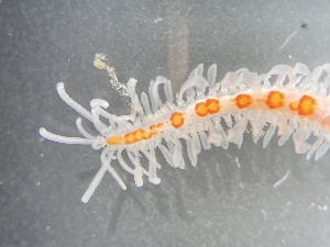  (Myrianida pinnigera - ZMBN_173207)  @11 [ ] Creative Commons BY NC SA (2025) University of Bergen Natural History Collections
