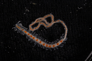  ( - ZMBN_173207)  @11 [ ] Creative Commons BY NC SA (2025) University of Bergen Natural History Collections