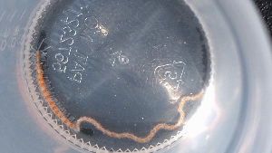  ( - ZMBN_173207)  @11 [ ] Creative Commons BY NC SA (2025) University of Bergen Natural History Collections