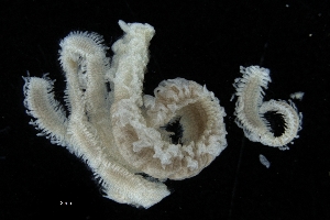  ( - ZMBN_173207)  @11 [ ] Creative Commons BY NC SA (2025) University of Bergen Natural History Collections