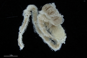  ( - ZMBN_173207)  @11 [ ] Creative Commons BY NC SA (2025) University of Bergen Natural History Collections