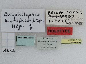  (Bryophilopsis martinae - CCDB-09453-E01)  @11 [ ] CreativeCommons - Attribution Non-Commercial Share-Alike (2014)  Muséum national d'Histoire naturelle  Muséum national d'Histoire naturelle