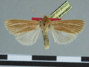  (Leucania cyprium - CCDB-09453-F09)  @11 [ ] CreativeCommons - Attribution Non-Commercial Share-Alike (2014)  Muséum national d'Histoire naturelle  Muséum national d'Histoire naturelle