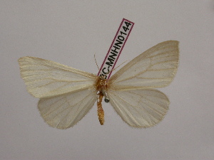  (Macrosoma hapiaria - BC-MNHN0144)  @11 [ ] Copyright (2010) Rodolphe Rougerie Museum National d`Histoire Naturelle, Paris