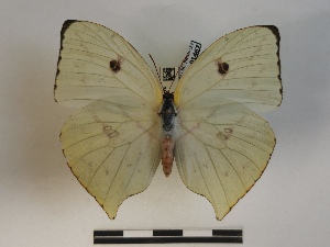  (Phoebis neocypris vocator - BC-MNHN-LEP01467)  @11 [ ] creative common (2022) Rodolphe Rougerie Museum national d´Histoire naturelle, Paris