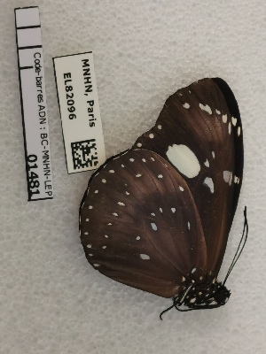  (Euploea lewinii montrouzieri - BC-MNHN-LEP01481)  @11 [ ] creative common (2022) Rodolphe Rougerie Museum national d´Histoire naturelle, Paris