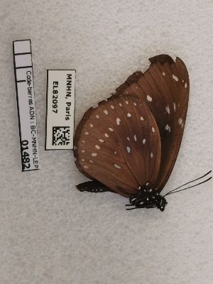  (Euploea helcita - BC-MNHN-LEP01482)  @11 [ ] creative common (2022) Rodolphe Rougerie Museum national d´Histoire naturelle, Paris