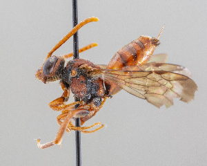  ( - DRP06966)  @11 [ ] CreativeCommons - Attribution Non-Commercial Share-Alike  Unspecified Unspecified