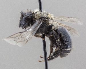  ( - DRP07217)  @11 [ ] CreativeCommons - Attribution Non-Commercial Share-Alike  Unspecified Unspecified