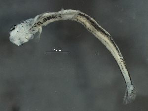  ( - 8B09)  @12 [ ] CreativeCommons - Attribution (2014) Danielle Bourque Centre for Biodiversity Genomics