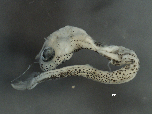  ( - 8B11)  @12 [ ] CreativeCommons - Attribution (2014) Danielle Bourque Centre for Biodiversity Genomics