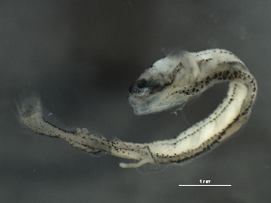  ( - 8B12)  @12 [ ] CreativeCommons - Attribution (2014) Danielle Bourque Centre for Biodiversity Genomics