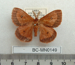  ( - BC-MN0149)  @11 [ ] Copyright (2010) Mike Newport Research Collection of Mike Newport