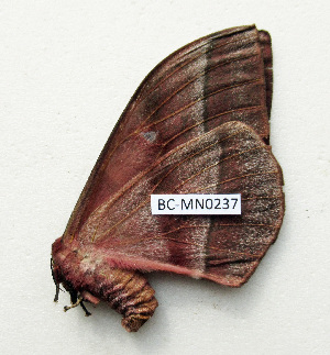  ( - BC-MN0237)  @11 [ ] CCby (2024) Mike Newport Research collection of Mike Newport