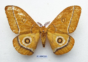  ( - BC-MN0239)  @11 [ ] CCby (2024) Mike Newport Research collection of Mike Newport