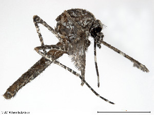  (Aedeomyia venustipes - VAITC4333)  @14 [ ] CreativeCommons - Attribution Non-Commercial (2014) Jana Batovska Department of Primary Industries
