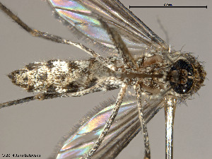  (Aedes camptorhynchus - VAITC4347)  @14 [ ] CreativeCommons - Attribution Non-Commercial (2014) Jana Batovska Department of Primary Industries