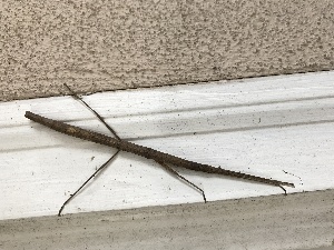  (Carausius morosus - BOLD-0F95RBVG1)  @11 [ ] Copyright (2017) LifeScanner Unspecified