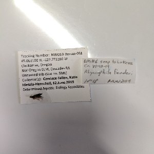  (Rhyacophila fenderi - BOLD-3RSMBH203)  @11 [ ] Copyright (2020) LifeScanner LifeScanner