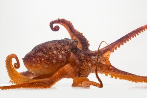  ( - BOLD-P2ZNT81J5)  @11 [ ] CreativeCommons - Attribution (2016) LifeScanner Centre for Biodiversity Genomics